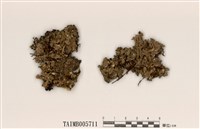 藏品(緣毛梅衣屬)的圖片
